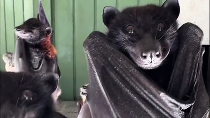 Con dơi quả nhỏ nhắng nhít như chó!