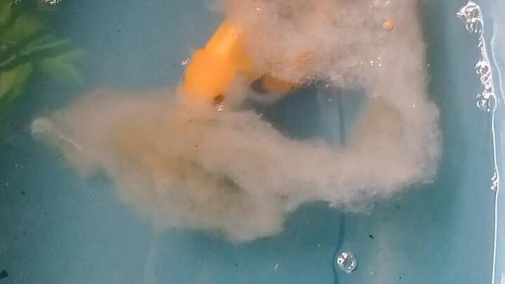 Natural breeding process of oranda goldfish