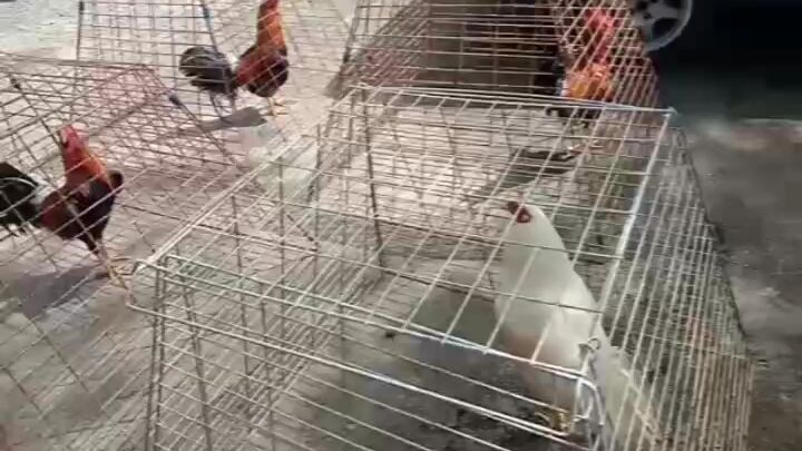 my 5 hokage preparing!!!