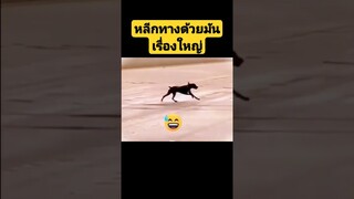 ^ดูรวมคลิปเต็มกดลิงค์ข้างบน^ หลบไปหลีกทางด้วยมันเรื่องใหญ่นะเนี่ย #funny #reels #awesome #รวมคลิปตลก