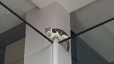 [Cats] When My 5-storey Villa Become Cats' Playground...