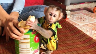 Most monkey like Banana but not Mino monkey