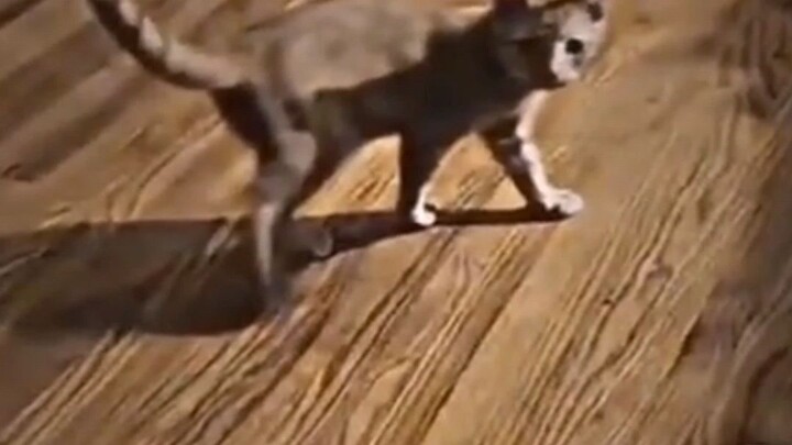 the cat want his owner to live