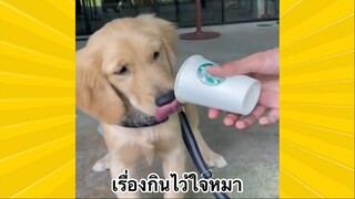 สัตว์เลี้ยงเพื่อนขนปุย : เรื่องกินไว้ใจเจ้าหมา