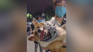 lớn rồi mà đòi bế như bé lắm 😂 corgi chó xuhuong embe thucung#dog