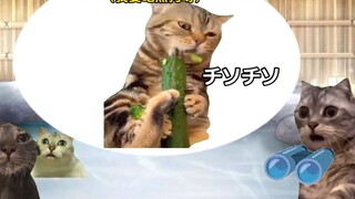 【熟/猫meme】健身房打工の黑暗（2）