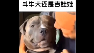 斗牛犬还是吉娃娃