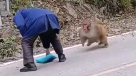 Human-Monkey War