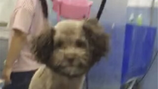 Doctor: This dog will have very thin legs in the future