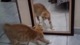 Mèo: Bị bản thân dọa đến phọt cả... phân
