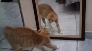 Cat Shat Itself After Scaring Itself.