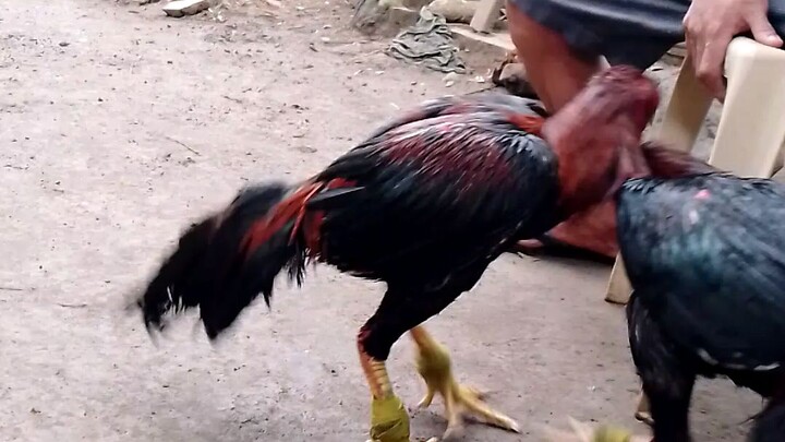tirador🔥