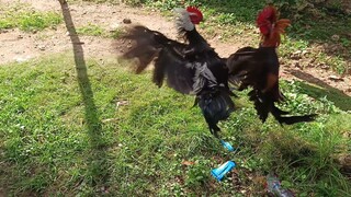 McLean Hatch VS Melsim Grey Spar