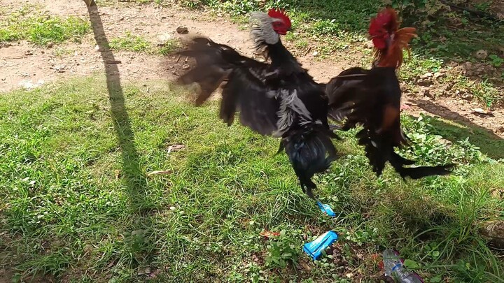 McLean Hatch VS Melsim Grey Spar