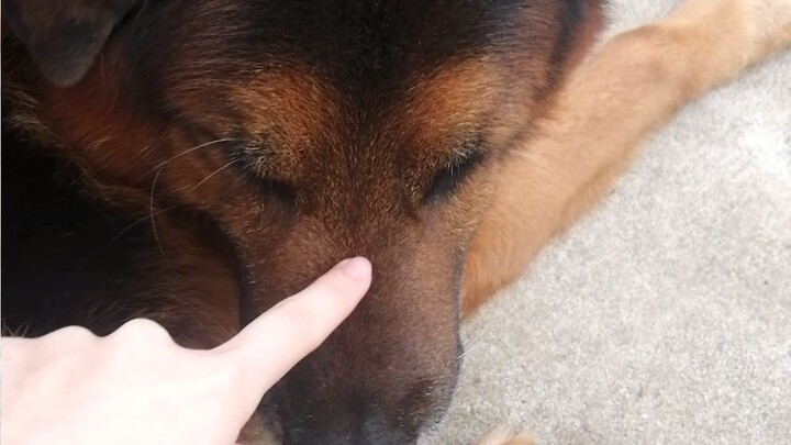 Trying to tickle the dog