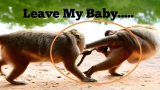 LEAVE MY BABY....,​ POOR​ BABY​ MONKEY​ HARDLY  PULL HER MUM TO REJECT BIG BERTHA DRAG,BRINN RUN OUT