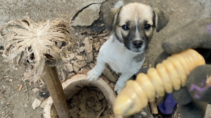 I found a lot of firewood worms and I don't know what to do