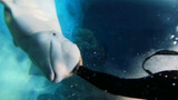 [สัตว์]ออกเดทกับปลาวาฬสีขาวใต้น้ำ