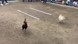 3-cock derby (1st fight )