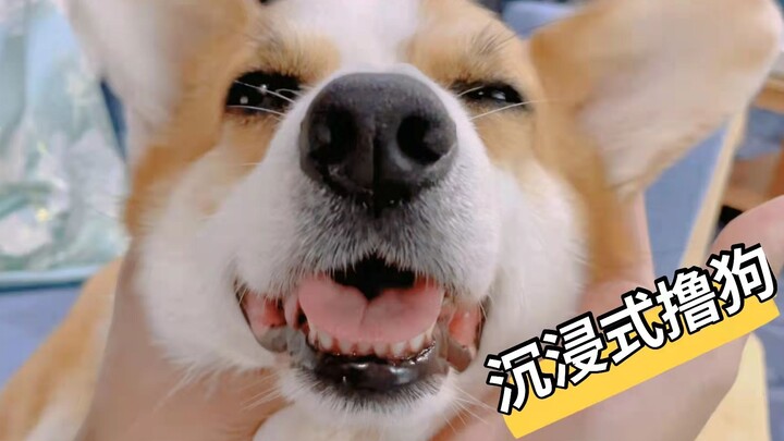 Imersif mengelus anjing, berbagai gaya memanjakan anjing—seru banget!