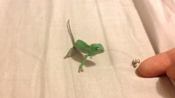 [Animals] Feeding Baby Chameleon