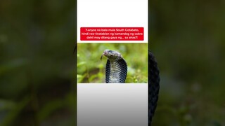 Bata, ’di tinablan ng kamandag ng cobra dahil may dilang gaya ng sa ahas? | Kapuso Mo, Jessica Soho