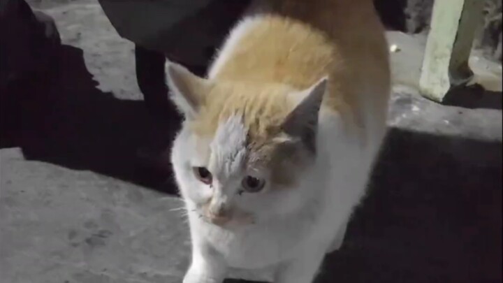 Ketika anak kucing tidak senang dan mulai mengumpat, hahaha, umpatannya sangat kotor