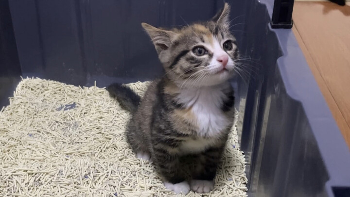 Day 5 since the little kitten came home: It even took the initiative to help the big cat bury its po