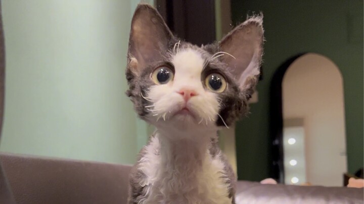 Pelajaran Pertama dalam Kehidupan Kucing Deko