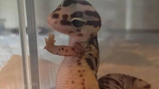 【论】修行者的晚年生活