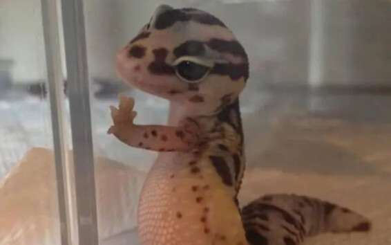 【论】修行者的晚年生活