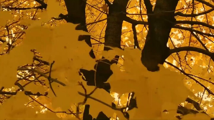 【Copyright-free empty shot】“Falling autumn”