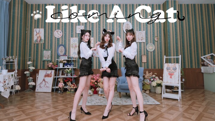 Anak kucing 🐱 mana yang akan kamu adopsi? 【AOA-Like A Cat】Berjalan di atas catwalk dengan tenang