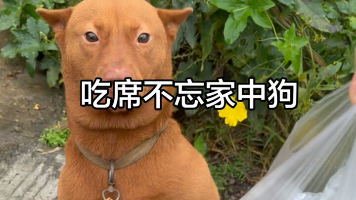 Even at the feast, he didn’t forget the dog at home—his dog’s eyes nearly popped out!