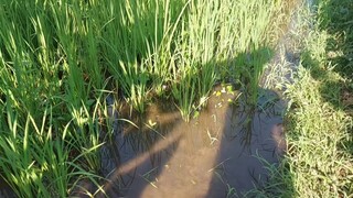 MENCARI MAINAN ULTRAMAN DAN BOBOIBOY DI SAWAH