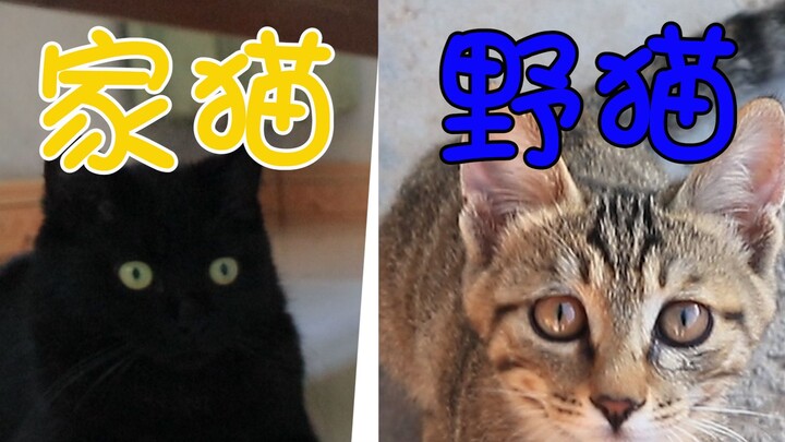 Ada kucing yang meremehkannya, tapi ada juga yang menganggapnya sebagai harta karun — “Serba Serbi K