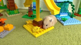 ภารกิจของหนูแฮมสเตอร์ EP 165