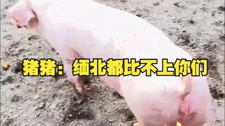 Zhu Zhu: Myanmar Utara pun kalah dibandingkan kalian