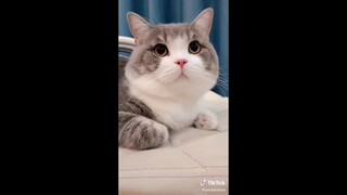 Những khoảnh khắc đáng yêu của thú cưng P3 /Lovely moments of pets P3