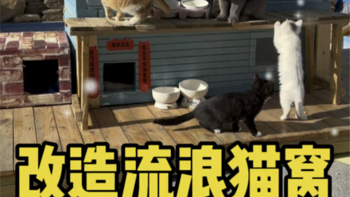 Making a Warm Winter Shelter for Stray Cats