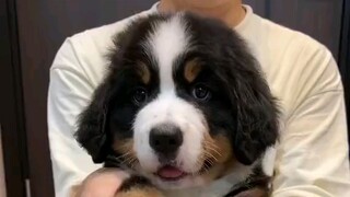 Bernese Mountain Dogs' big paws are naturally suited for beating drums and gongs.