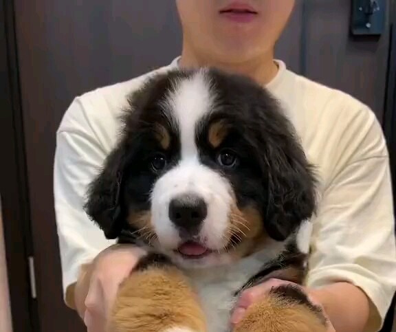 伯恩山的大脚天生适合敲锣打鼓