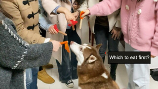 Whose ham sausage will this husky dog choose?