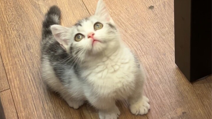 Inspiring Kitten: Doupí Reports