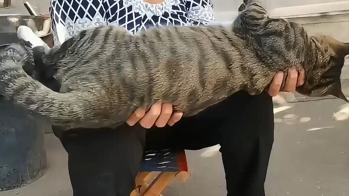 Tại sao mèo do người già nuôi lại ngoan ngoãn đến vậy?