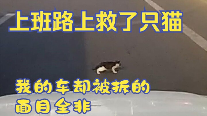 Trên đường đi làm cứu được một chú mèo hoang, nhưng xe của tôi thì bị phá nát tan hoang.