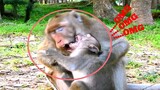 OMG.. MONKEY KING HURTS TEACHING BABY LIKE THIS, BABY MONKEY HARD​ TO MOVE FROM KING
