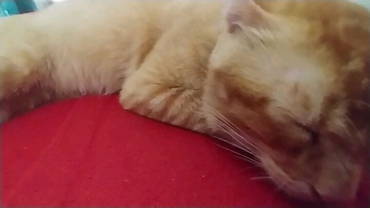 oren tidur mendengkur