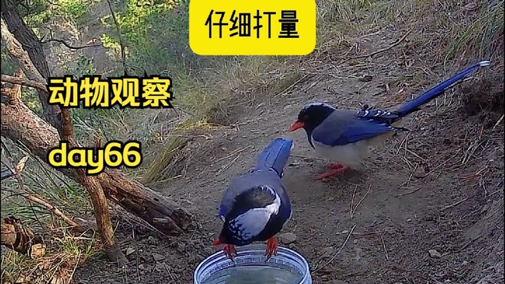 Ngày 66 | Đặt một thùng cá nhỏ trên núi, xem các loài động vật có ăn không.