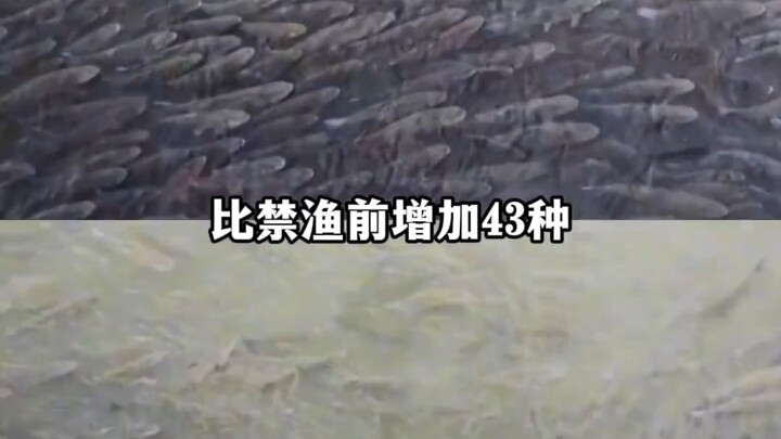 Chỉ sau vỏn vẹn năm năm cấm đánh bắt trên sông Dương Tử, đàn cá đã bùng nổ; quả nhiên càng nhiều dân